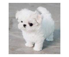 Two Teacup Maltese Puppies Needs a New Family