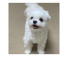 Two Teacup Maltese Puppies Needs a New Family