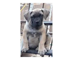 Boerboel puppies