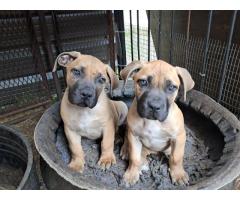 Boerboel puppies