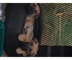 Boerboel puppies