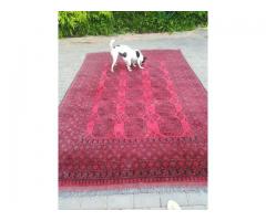 PERSIAN CARPET