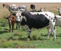 Goat , sheep and Cows for sell