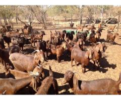Goat , sheep and Cows for sell
