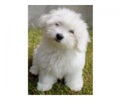 Coton De Tuleur have arrived