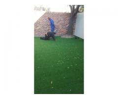 Artificial Grass