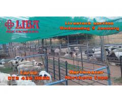 Livestock for sale Hartswater Northern Cape