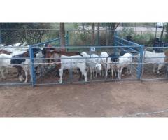Livestock for sale Hartswater Northern Cape