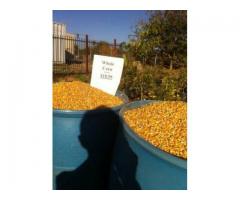 Chicken Feed For Sale
