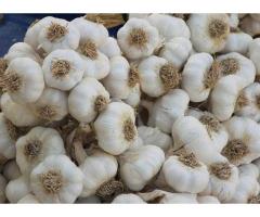 Giant Egyptian Garlics