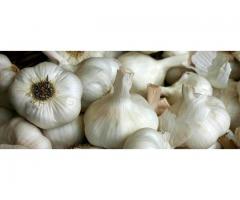 Giant Egyptian Garlics