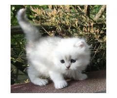 Super Cute Persian White and Golden Chinchilla Kittens