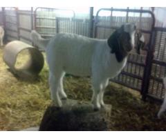 Livestock, Poultry, Frozen Chicken Parts and Animal Feed For Sale