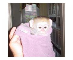Cute Capuchin Monkeys for Re homing