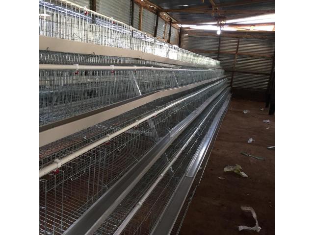1000 Chicken Capacity Layer Cage And Layer Chickens For Sale