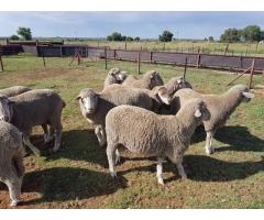 Boer Goats, Sheep And Kalahari red For Sale