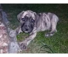 BOERBOEL PUPPIES