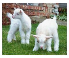 Goats! Nigerian Dwarf and Pygmies
