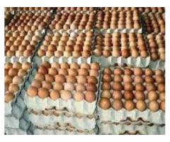 Fresh Quality Chicken Eggs for sale