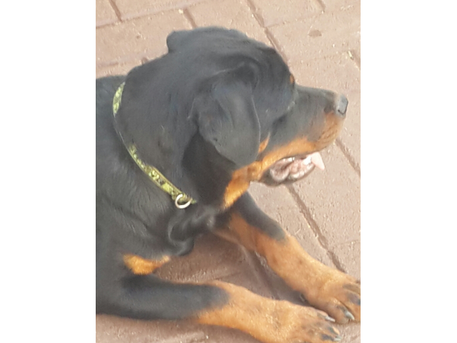 Pure Bred KUSA registered 6 Month old basic Obedience Trained ...