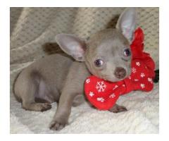 5 Full Pedigree Chihuahua Teacup Size