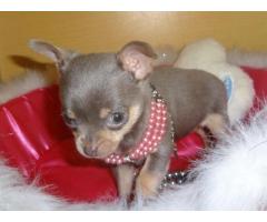 5 Full Pedigree Chihuahua Teacup Size