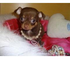 5 Full Pedigree Chihuahua Teacup Size