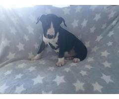 Beautiful English Bull Terrier Puppies