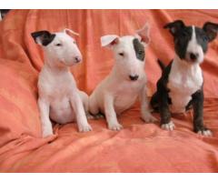 Beautiful English Bull Terrier Puppies