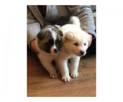 Kusa Registered Champion Bloodline Akita Puppies
