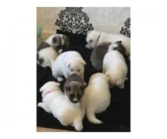 Kusa Registered Champion Bloodline Akita Puppies