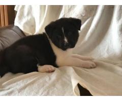 Kusa Registered Champion Bloodline Akita Puppies