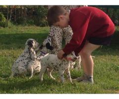 Exciting Litter Of Top Quality Dalmatian Puppies
