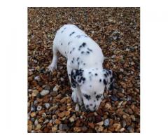 Exciting Litter Of Top Quality Dalmatian Puppies