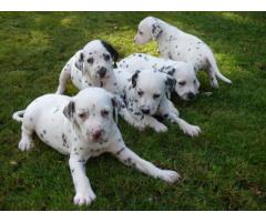 Exciting Litter Of Top Quality Dalmatian Puppies