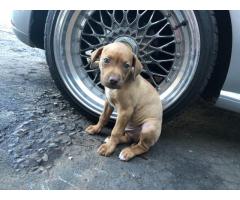 Pitbull puppy