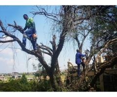 Tree Felling Masters Pretoria Gauteng