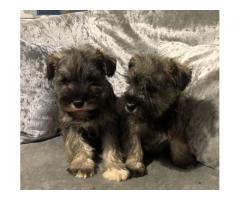Miniature Schnauzer Puppies
