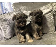 Miniature Schnauzer Puppies