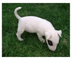 Bull Terrier Puppies for sale (Males only)