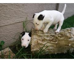Bull Terrier Puppies for sale (Males only)