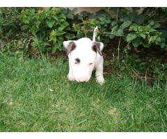 Bull Terrier Puppies for sale (Males only)