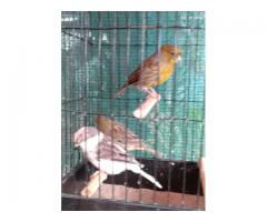 Canaries from Registered Breeder