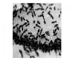 Pest solutions