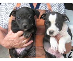 Staffie pups for sale