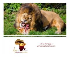 Amaphisi Safaris