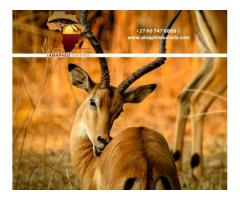 Amaphisi Safaris