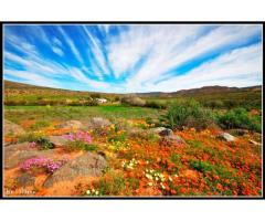 Namaqualand Flower Tours 2018