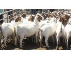 Boer and sheep