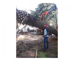 dmike treefelling .transplanting and tree removal